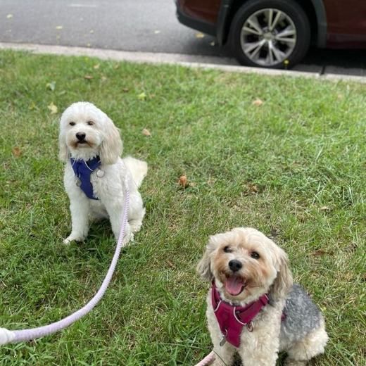 Two small dogs on leash smiling for the camera