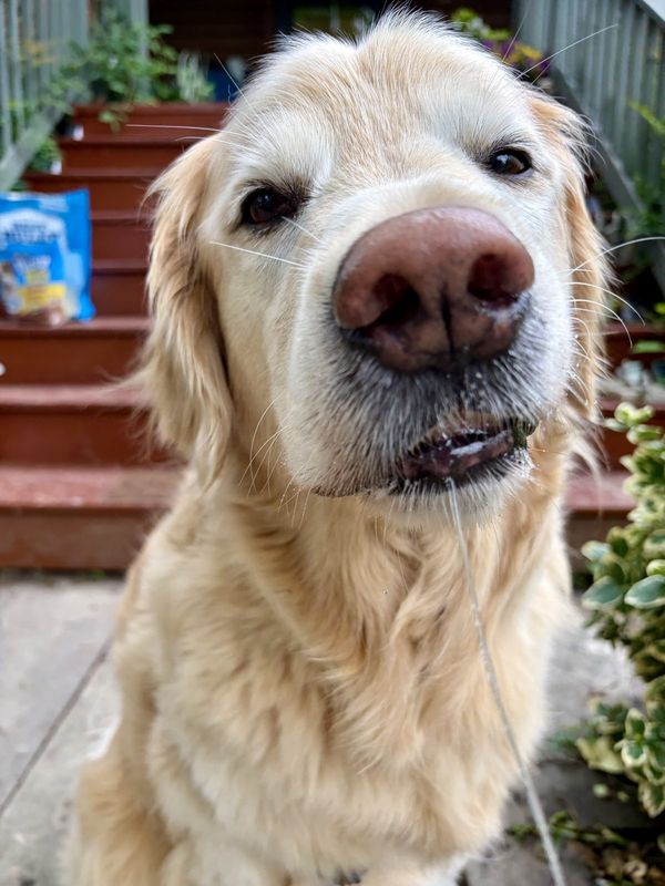 A golden retriever leaning in for a close-up on the front steps