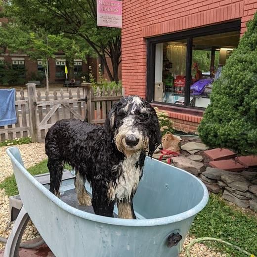 Moose the bernedoodle in a bathtub after a rainy walk