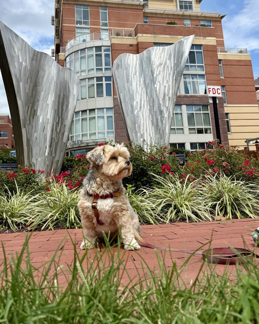 A yorkie sitting on a brick path in front of the silver sculpture at Braddock Road Metro, Alexandria